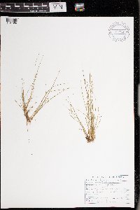 Juncus bufonius image