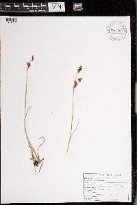 Juncus brevicaudatus image