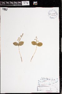 Image of Neottia convallarioides