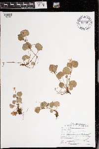Viola labradorica image