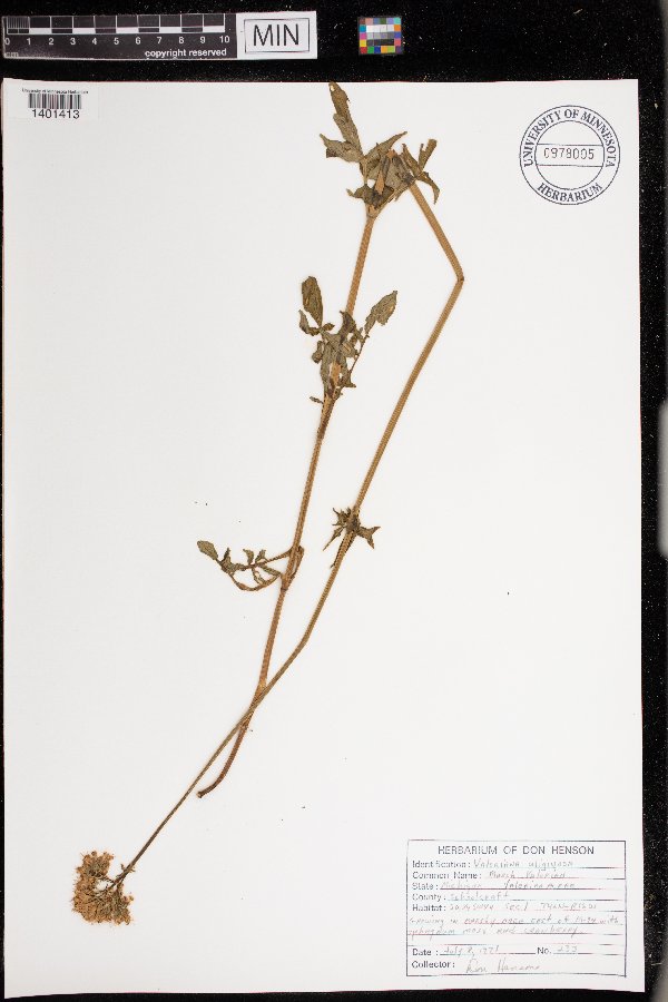 Valeriana sitchensis image