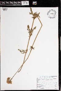 Valeriana sitchensis var. uliginosa image