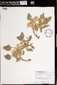 Leucophysalis grandiflora image