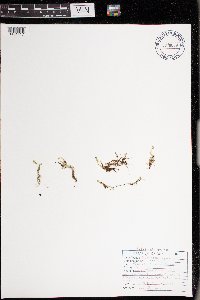 Selaginella eclipes image