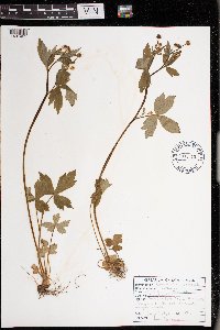 Ranunculus recurvatus image