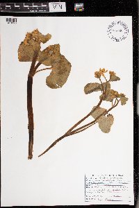 Caltha palustris image