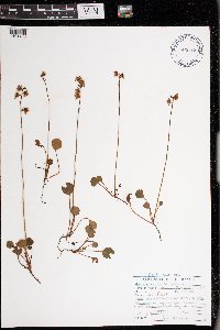 Pyrola chlorantha image