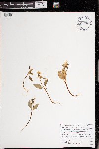 Claytonia caroliniana image