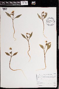 Claytonia caroliniana image