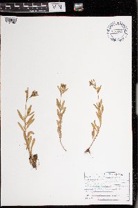 Oenothera perennis image