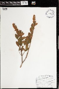 Chamaedaphne calyculata image