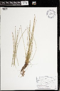 Eleocharis obtusa image