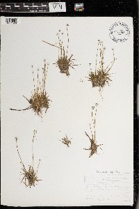 Eriocaulon aquaticum image