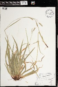 Carex arctata image