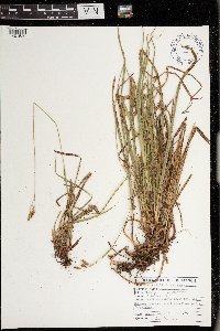 Carex castanea image