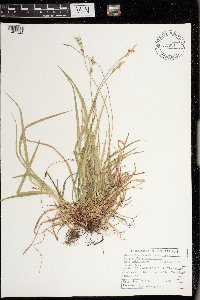 Carex communis image