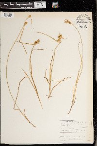 Carex cryptolepis image