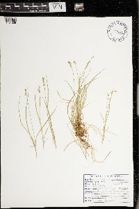 Carex disperma image