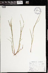 Carex debilis image