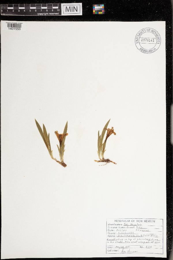 Iris lacustris image