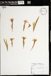 Iris lacustris image