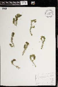 Elodea canadensis image