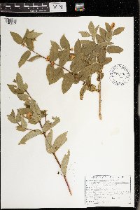 Lonicera tatarica image