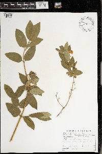 Lonicera tatarica image