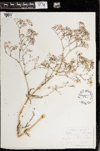 Gypsophila paniculata image