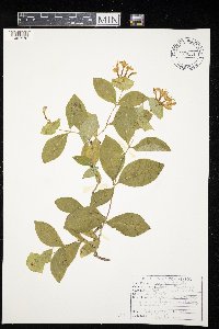 Lonicera hirsuta image