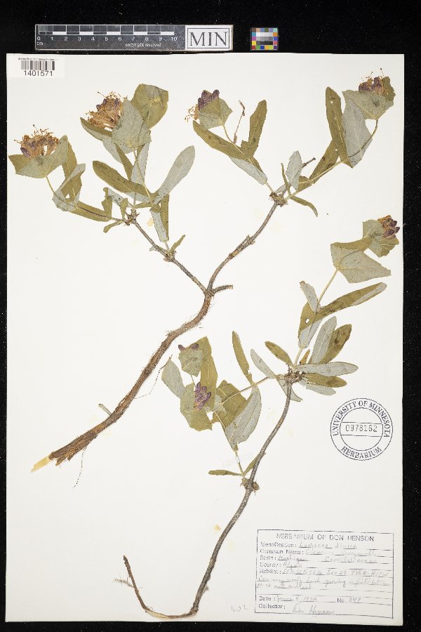 Lonicera dioica image