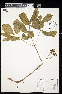 Aralia nudicaulis image