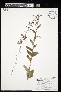 Campanula rapunculoides image