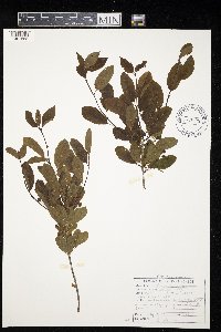 Ilex mucronata image