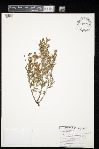 Hypericum kalmianum image