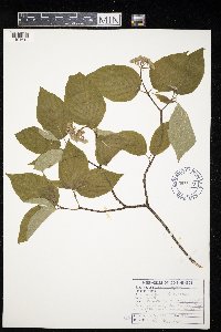 Cornus rugosa image