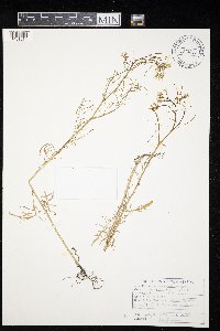 Sisymbrium altissimum image