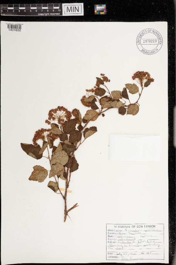 Physocarpus opulifolius image