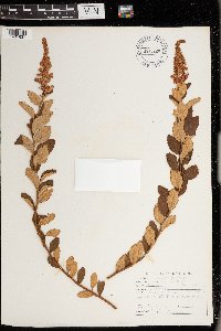 Spiraea tomentosa image