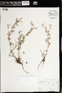 Potentilla argentea image