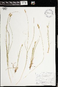 Carex echinata image