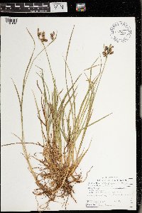 Carex brunnescens image