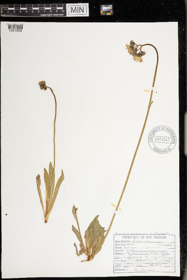 Hieracium aurantiacum x piloselloides image