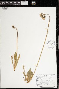 Image of Hieracium aurantiacum x piloselloides