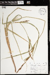 Carex lacustris image