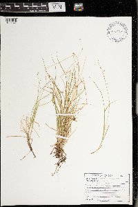 Carex trisperma image