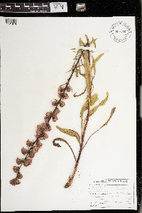 Liatris aspera image