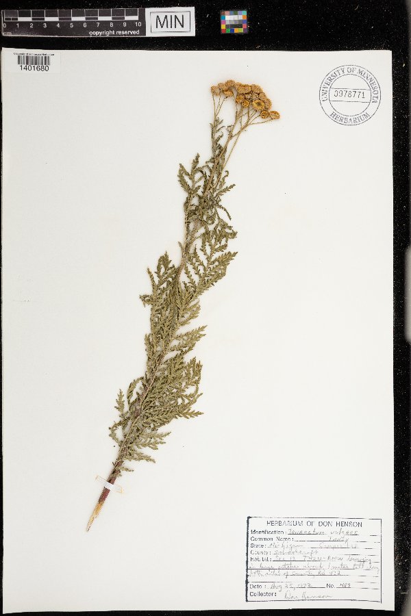 Tanacetum vulgare image