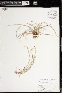 Carex pedunculata image