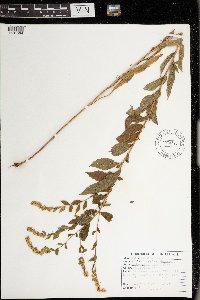 Solidago rugosa image